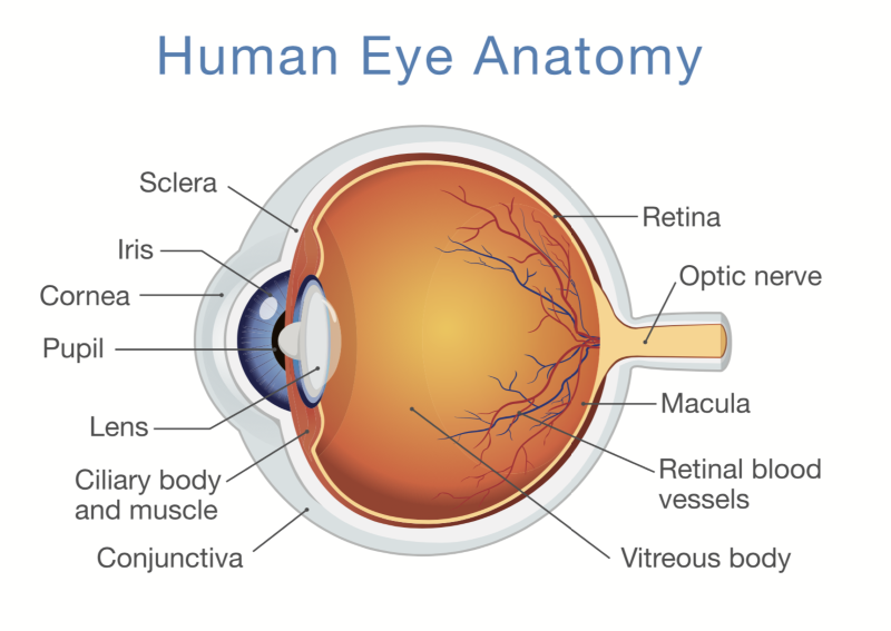 Human Eye Anatomy Chart